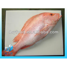 Frozen Red Snapper fish whole round IQF